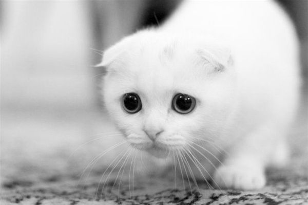 [Image: Sad-Cat.jpg]